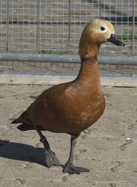 不仅能够填